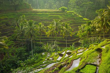 Rüya Ada Bali - Ubud Turu 5 Gece  Qatar Havayolları ile Kurban Bayramı Özel